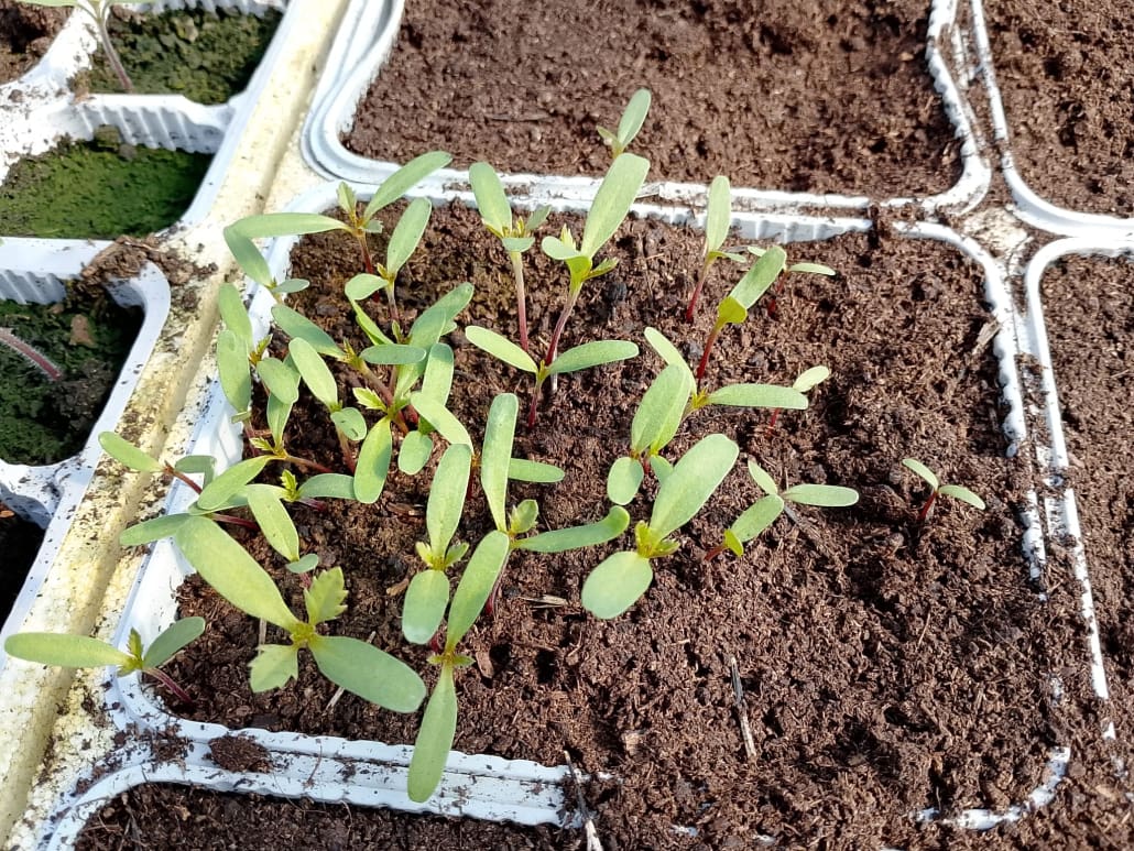 Piantine di tagete - InOrto
