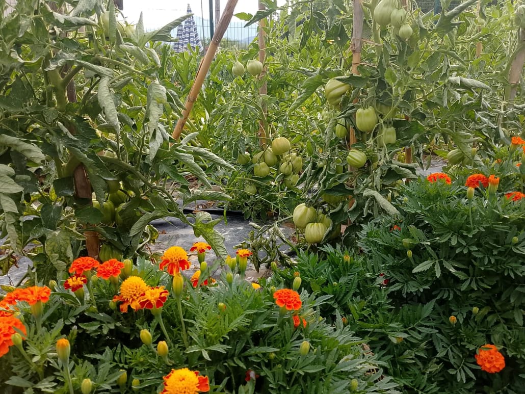 Tageti e pomodori - InOrto