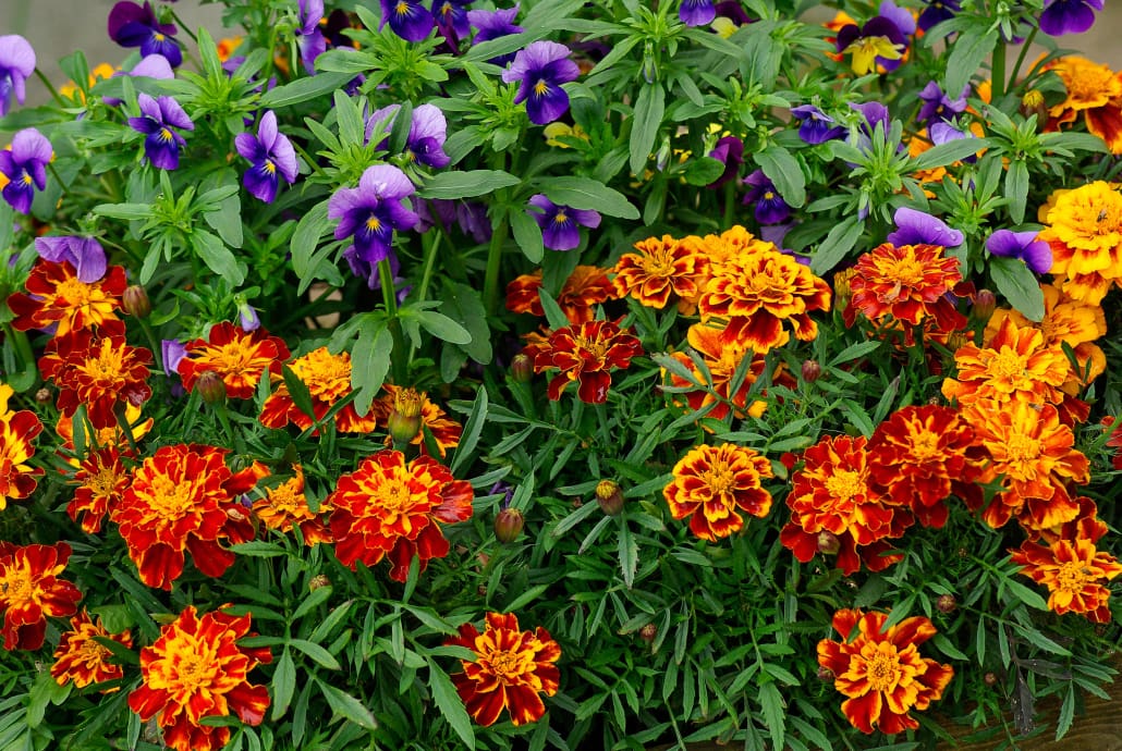 Tageti e altri fiori - InOrto