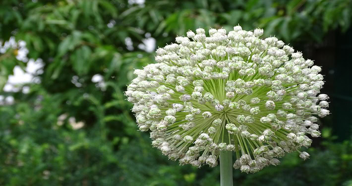 Fiore del porro - InOrto