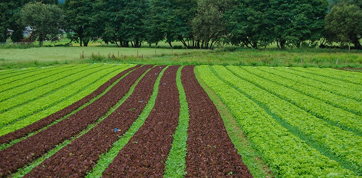 Terreno di montagna - Inorto