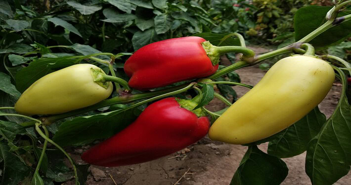 Peperoni - InOrto
