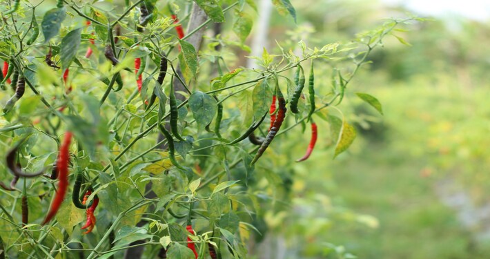 Peperoncini -InOrto