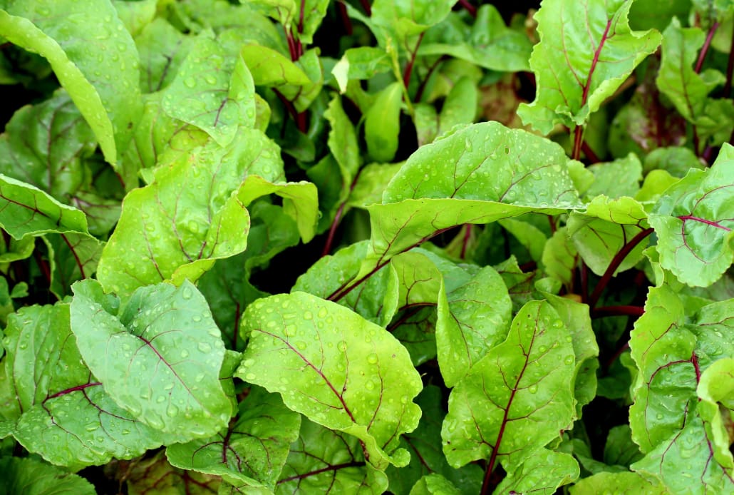 Foglie di barbabietola - InOrto