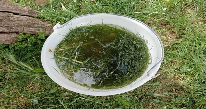 Macerato di equiseto - InOrto