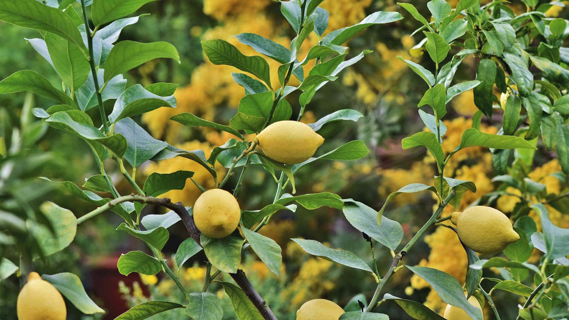 Perch Il Mio Limone Perde Le Foglie InOrto Guida All orto Fai da 
