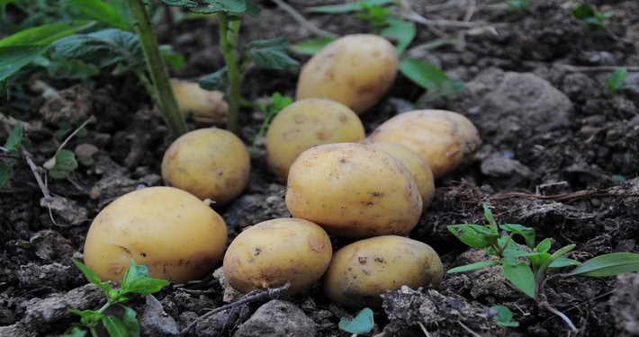 Patate - InOrto