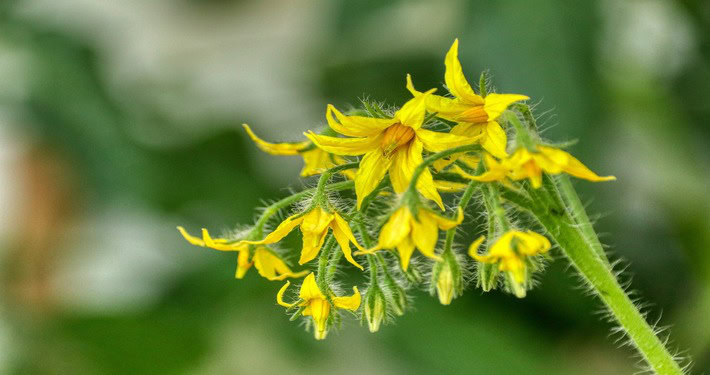 Fiori di pomodoro - InOrto