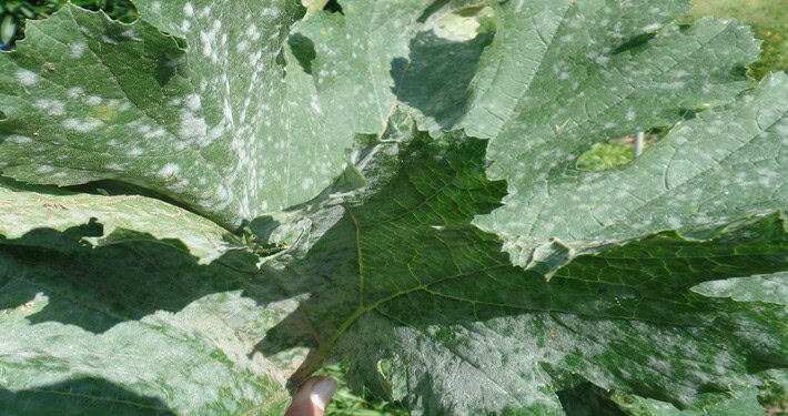 Oidio su foglie di zucca - InOrto
