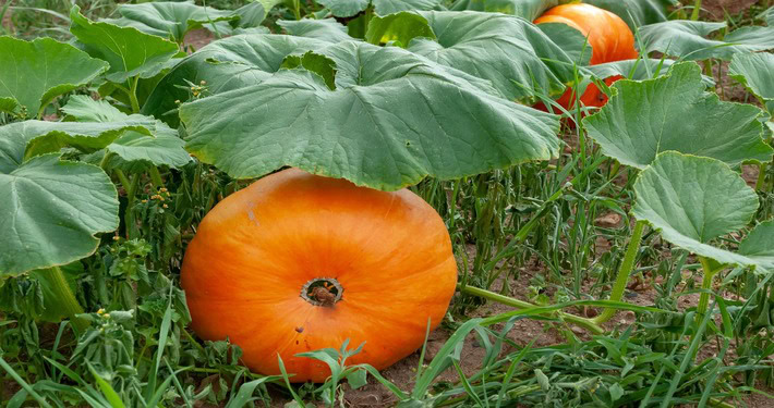 Zucca arancione - InOrto