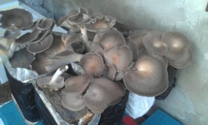 Coltivazione funghi