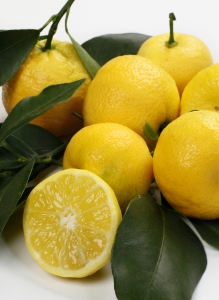 Limoncino Dolce o Pursha (citrus limetta ) web