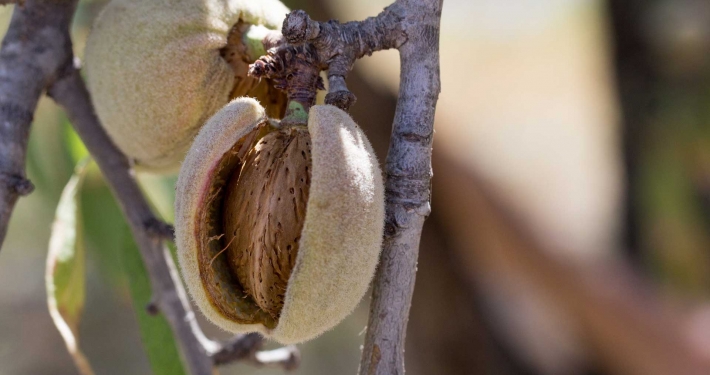 Frutto di un albero di mandorlo coltivato in inverno - Inorto