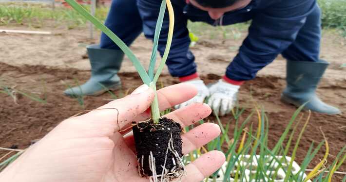 Piantine di cipolle - InOrto