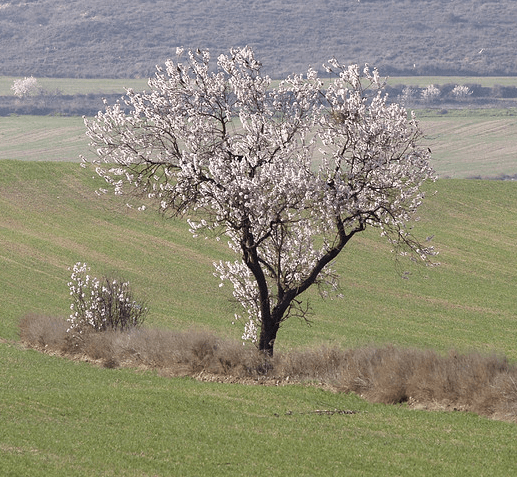 Albero di mandorlo fiorito in inverno - Inorto