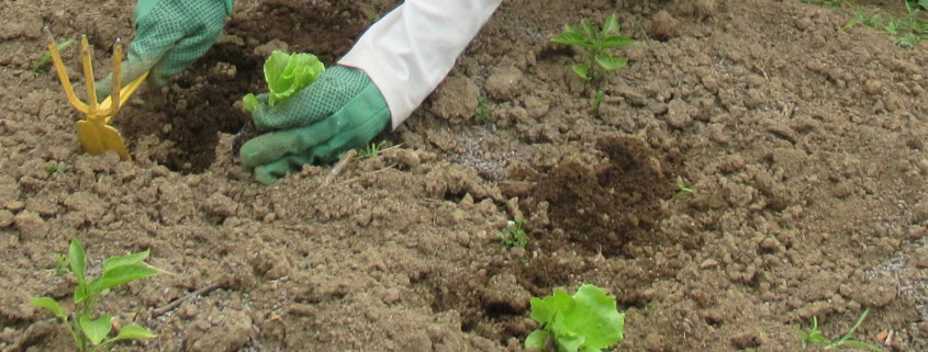 Trapianto di lattughe - InOrto