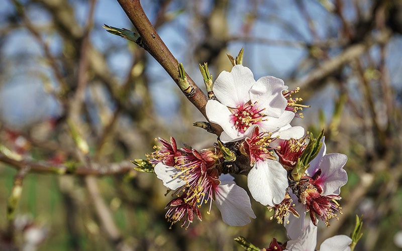 Fiori di un albero di mandorlo spuntati in inverno - Inorto