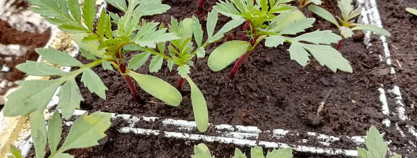 Piantine in semenzaio - InOrto