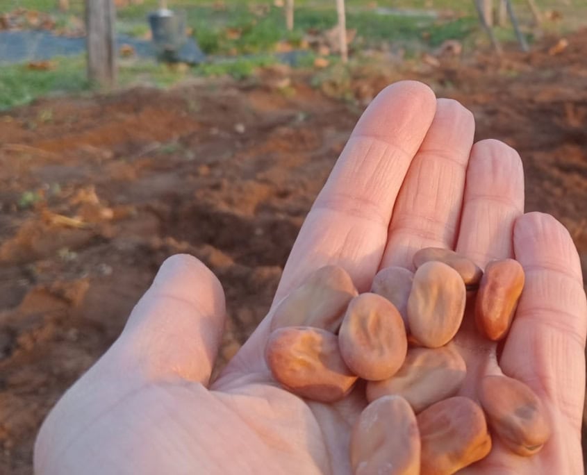 Semi di fave - InOrto