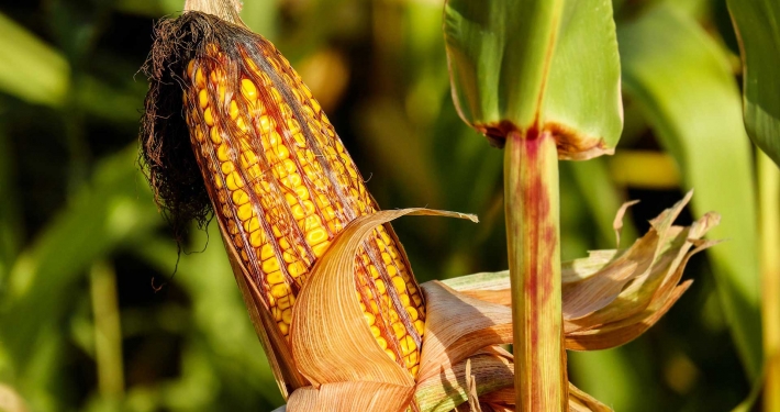 Pannocchia di granoturco appena raccolta - Inorto