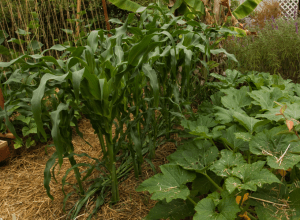 Coltivazione di piante di mais dolce nell’orto - Inorto