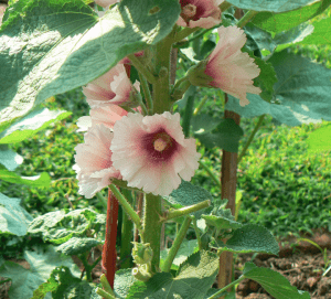 Alcea