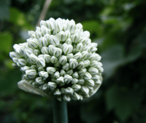 Allium