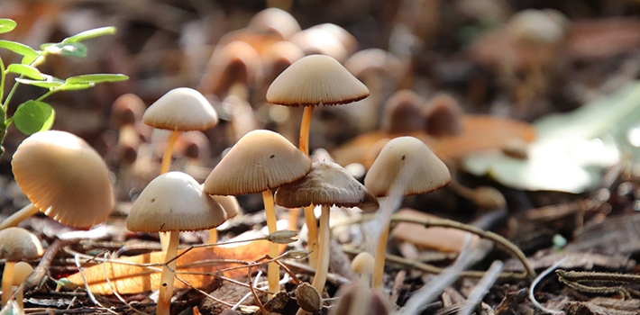 Funghi spontanei bianchi nel vaso - Inorto