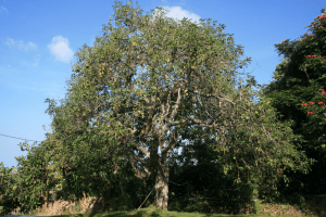 Albero di avocado coltivato in un giardino in Italia - Inorto