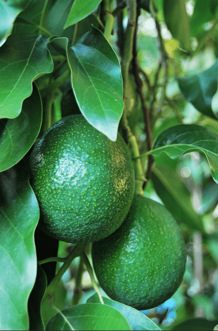 Due avocado cresciuti in Italia - Inorto