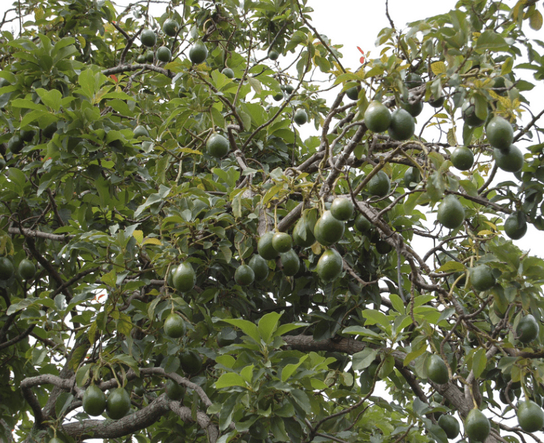 Dove posizionare l’albero di avocado - Inorto