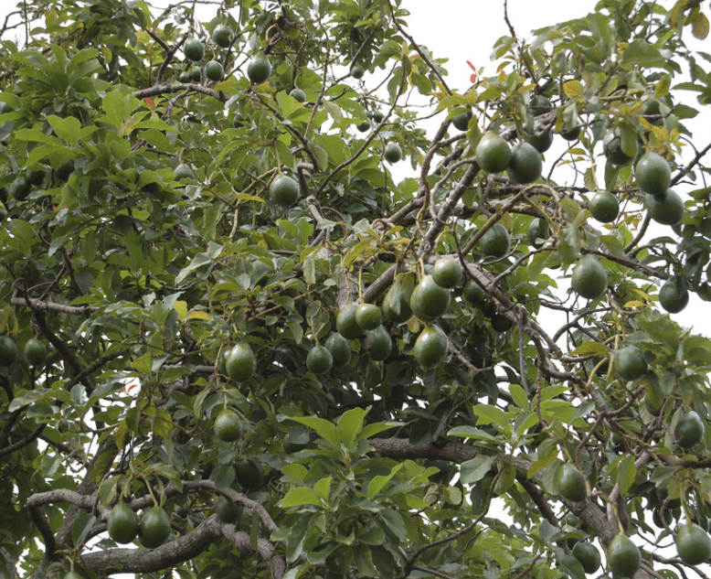 Albero di avocado dalle grosse dimensioni - Inorto