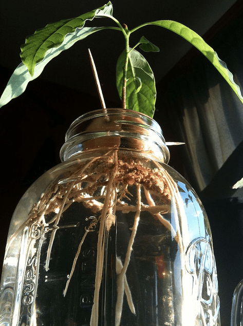 Pianta di avocado nata da un seme in un vaso d’acqua - Inorto