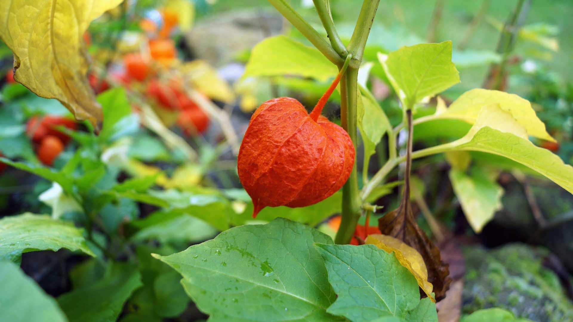 Alchechengi Semi Physalis alkekengi