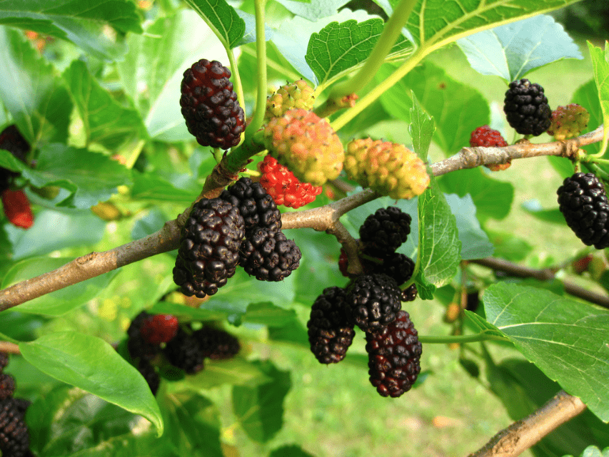 Piantiamo Un Gelso Nero Per Avere Ombra E More In Quantit InOrto 