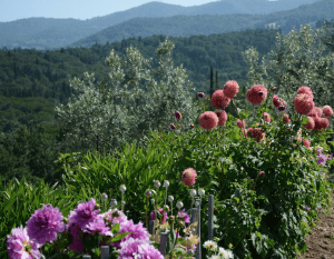 Veduta con dalie Castel Ruggero