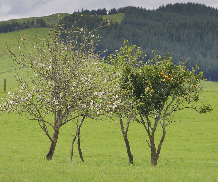 Alberi da frutto da potare in giardino - Inorto