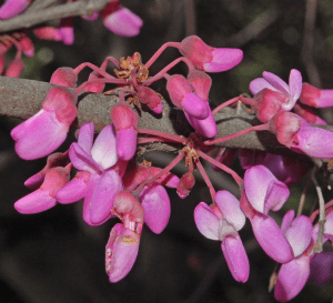 Cercis