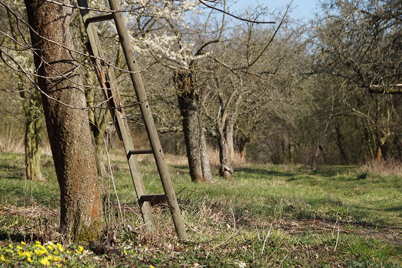 Potatura di un albero da frutto nel periodo giusto - Inorto