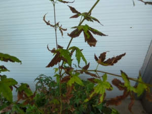 Acero con foglie secche - Inorto