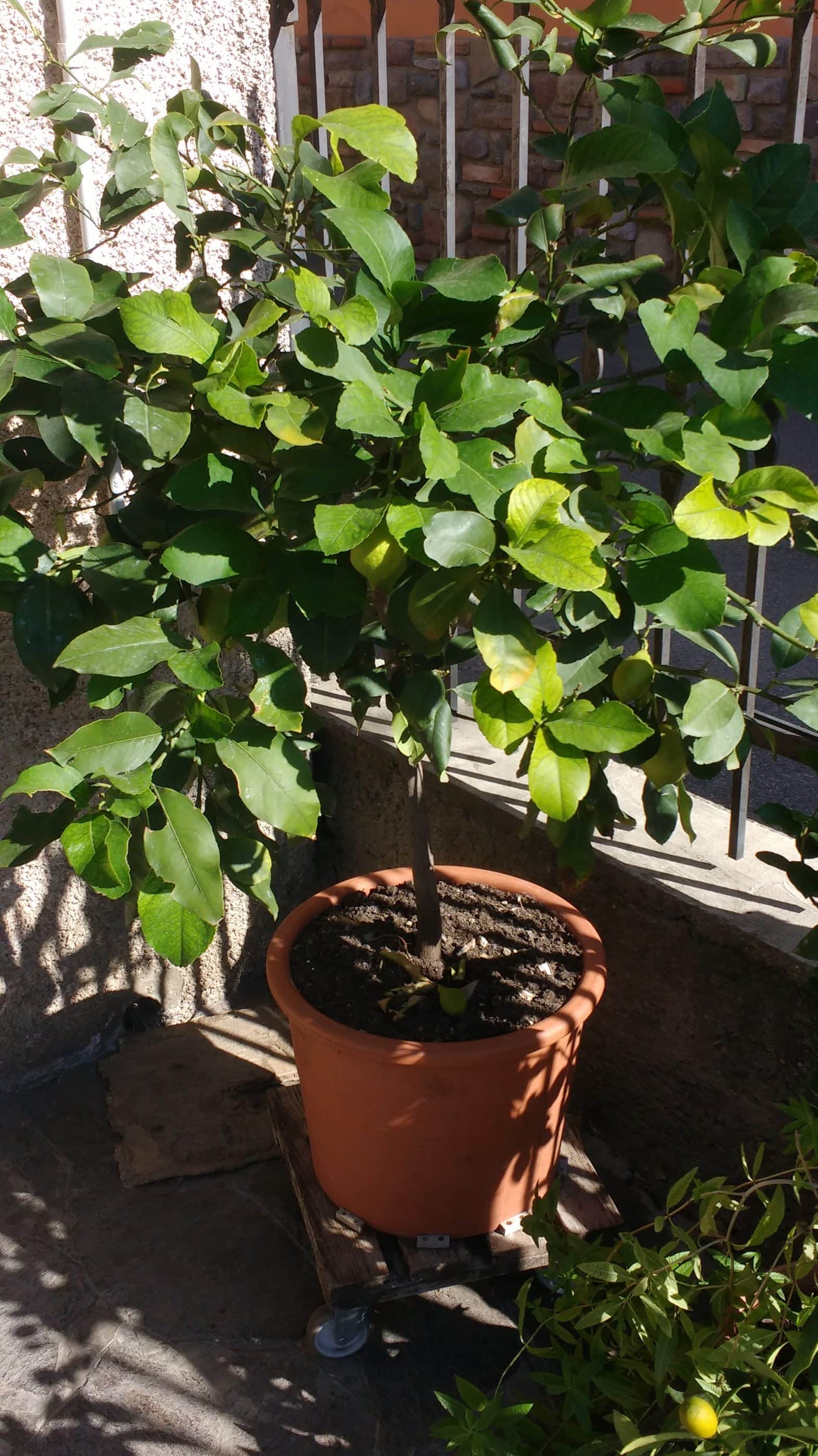 Come Mai I Frutti Del Mio Limone Si Spaccano InOrto Guida All orto 