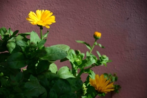 Calendula