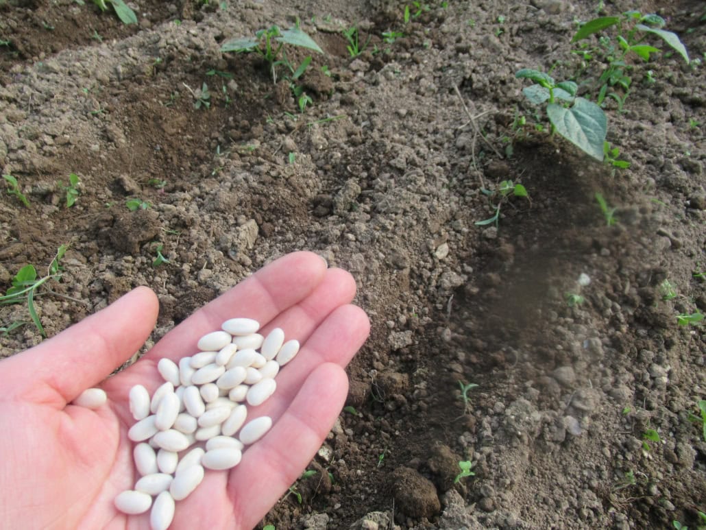 Semi di fagiolini - InOrto