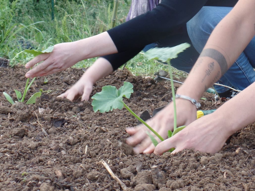 Trapianto zucchine - InOrto