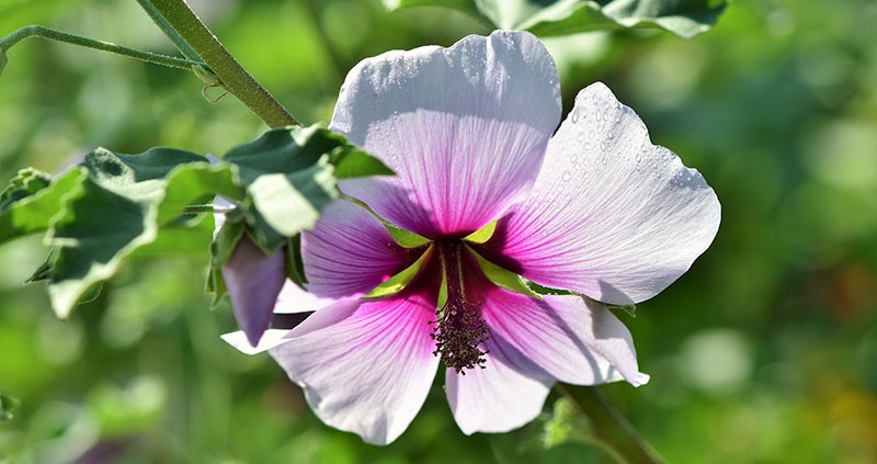 inOrto Bonduelle | coltivare - malva, guaritrice di ogni male