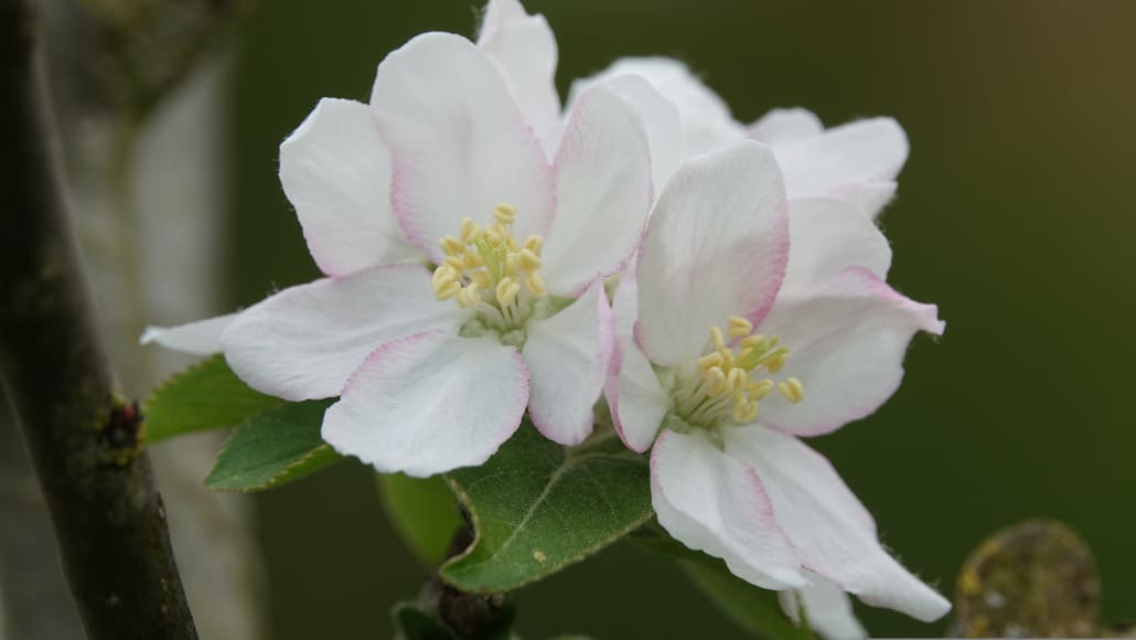 Fiori di melo -InOrto