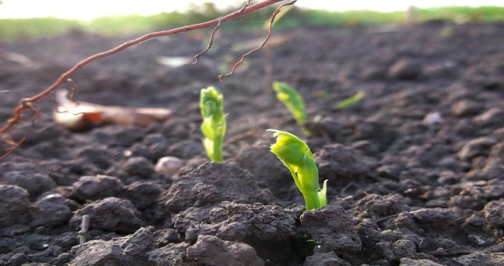 Piantine di pisello appena germinate - InOrto