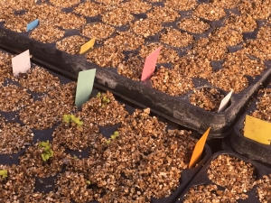 Germinazione delle piante di pomodoro in semenzaio - Inorto