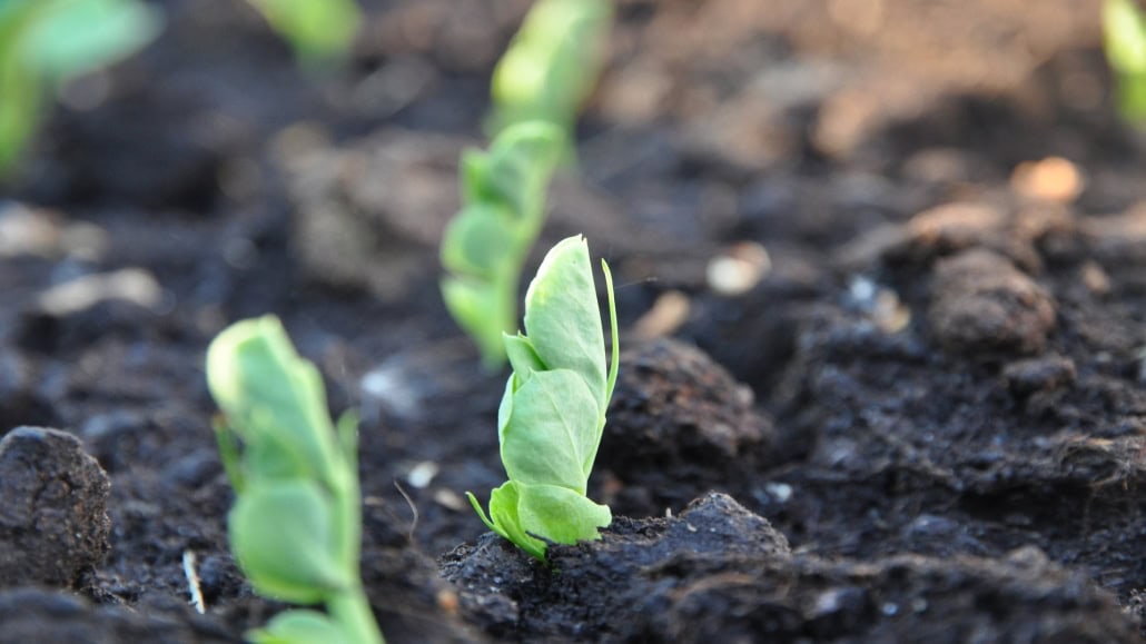 Piantine di piselli germinate - InOrto