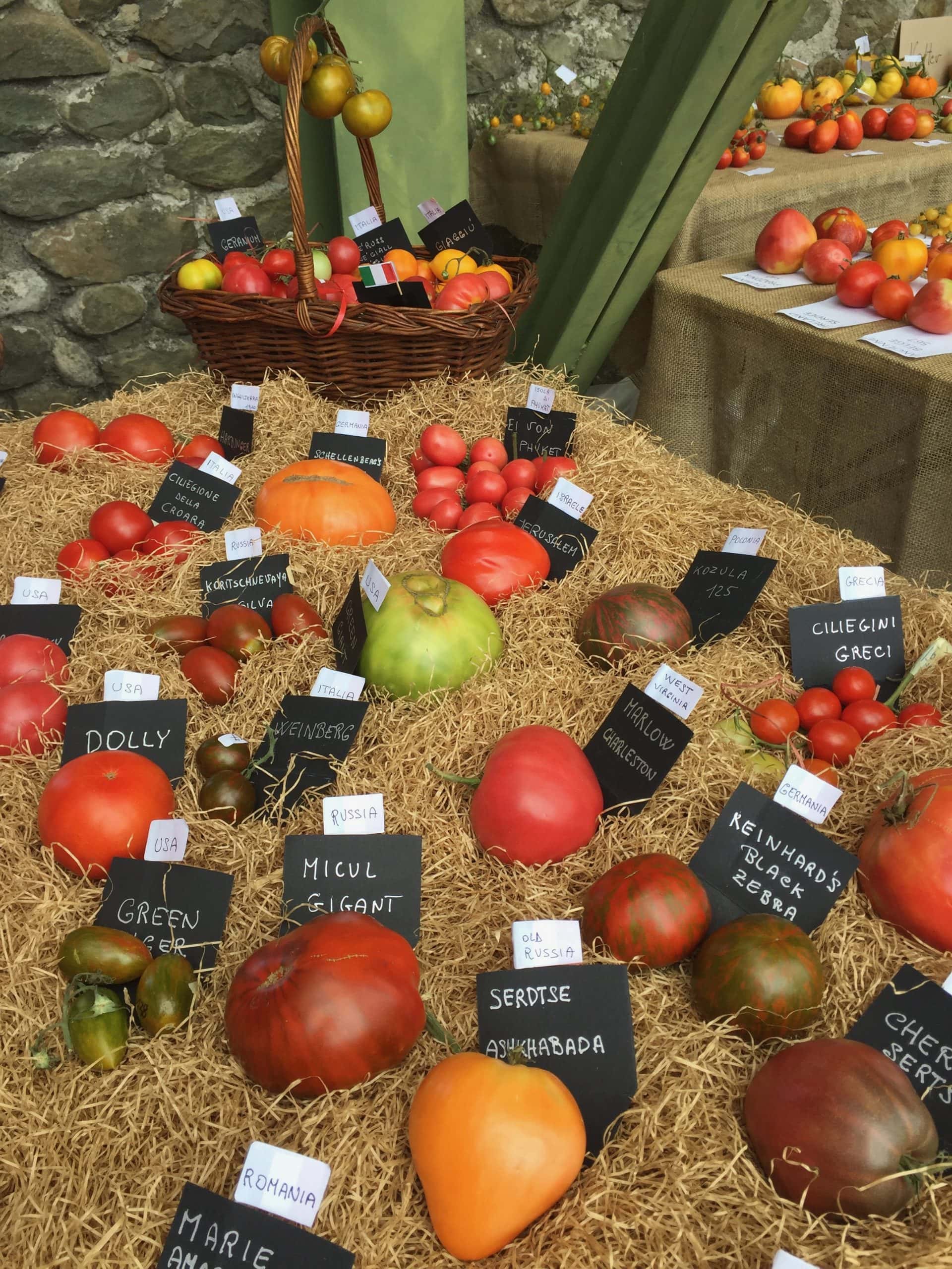 Semi di Pomodoro Camone - Gusto Intenso e Croccante